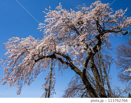 しだれ桜　白馬村　伝行山の徹然桜 113762766