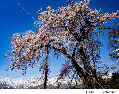 しだれ桜 白馬村 伝行山の徹然桜 しだれ桜 白馬村 伝行山の徹然桜 113762767