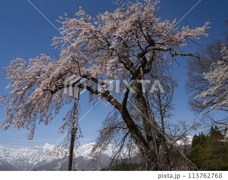 しだれ桜 白馬村 伝行山の徹然桜 しだれ桜 白馬村 伝行山の徹然桜 113762768