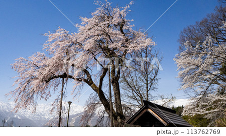 しだれ桜　白馬村　伝行山の徹然桜 113762769