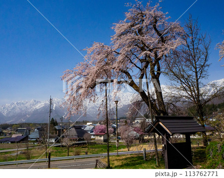 しだれ桜 白馬村 伝行山の徹然桜 しだれ桜 白馬村 伝行山の徹然桜 113762771