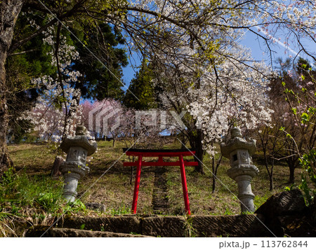 鳥居と桜の木 白馬村 伝行山の徹然桜 鳥居と桜の木 白馬村 伝行山の徹然桜 113762844