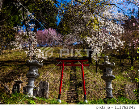 鳥居と桜の木 白馬村 伝行山の徹然桜 鳥居と桜の木 白馬村 伝行山の徹然桜 113762845