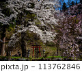 鳥居と桜の木　白馬村　伝行山の徹然桜 113762846