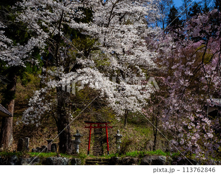 鳥居と桜の木 白馬村 伝行山の徹然桜 鳥居と桜の木 白馬村 伝行山の徹然桜 113762846