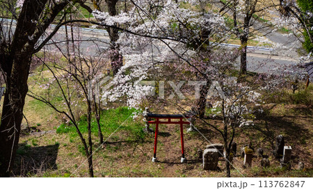 鳥居と桜の木 白馬村 伝行山の徹然桜 鳥居と桜の木 白馬村 伝行山の徹然桜 113762847