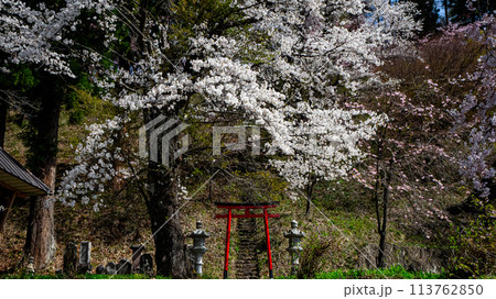 鳥居と桜の木 白馬村 伝行山の徹然桜 鳥居と桜の木 白馬村 伝行山の徹然桜 113762850