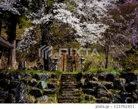 鳥居と桜の木　白馬村　伝行山の徹然桜 113762851