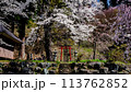 鳥居と桜の木　白馬村　伝行山の徹然桜 113762852