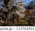 鳥居と桜の木　白馬村　伝行山の徹然桜 113762853
