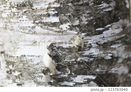 シラカバの木 113763040