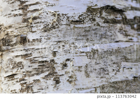 シラカバの木 113763042