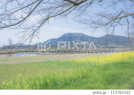 新潟　上堰潟公園（新潟市） 113763101