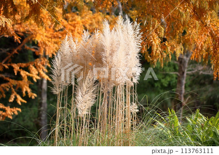 パンパスグラスの花穂 パンパスグラスの花穂 113763111