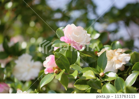 サザンカの花 サザンカの花 113763115
