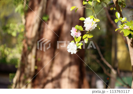 サザンカの花 サザンカの花 113763117