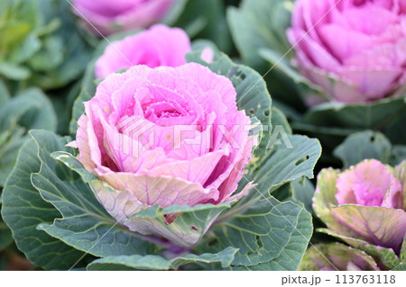 ハボタンの花 ハボタンの花 113763118