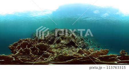 Underwater seascape, colorful fish and coral reef. Marine life under the sea. Virtual Reality 360. Underwater seascape, colorful fish and coral reef. Marine life under the sea. Virtual Reality 360. 113763315