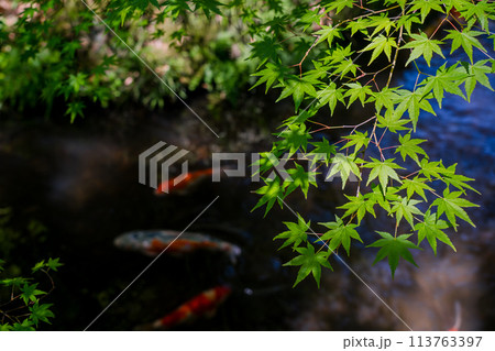 京都府八幡市松花堂公園の緑眩しい新緑を撮影 113763397