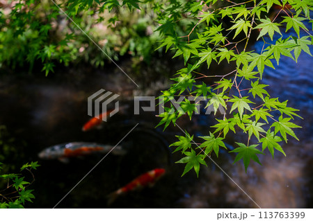 京都府八幡市松花堂公園の緑眩しい新緑を撮影 京都府八幡市松花堂公園の緑眩しい新緑を撮影 113763399