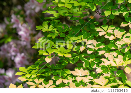 京都府八幡市松花堂公園の緑眩しい新緑を撮影 113763416