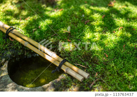 京都府八幡市松花堂公園の緑眩しい新緑を撮影 113763437
