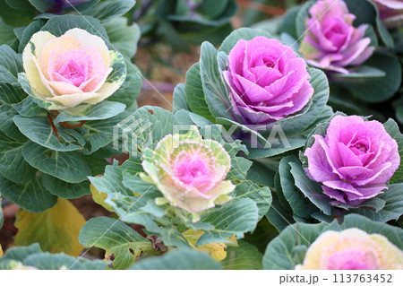 ハボタンの花 113763452