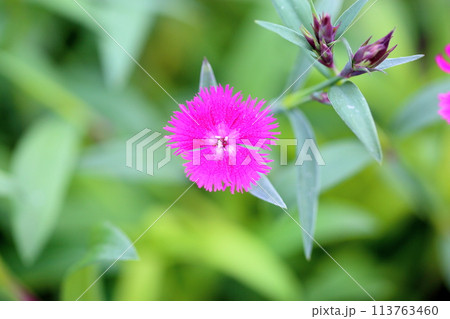 ナデシコの花 ナデシコの花 113763460