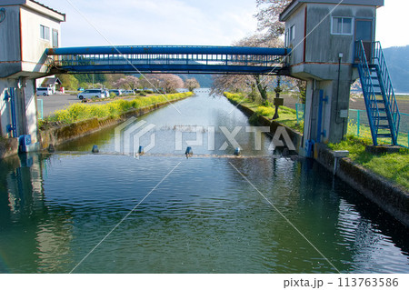 水門の先に続く川と桜並木 113763586