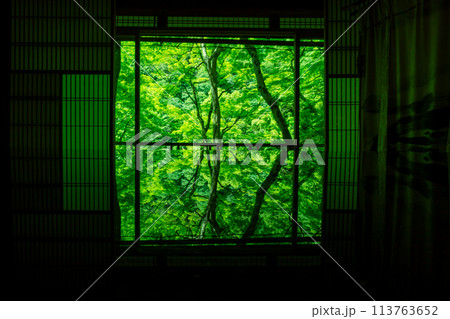 京都市右京区緑眩しい初夏の嵐山祐斎亭新緑を撮影 113763652