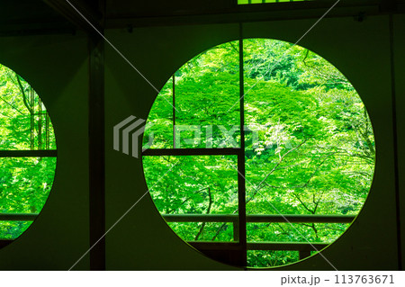 京都市右京区緑眩しい初夏の嵐山祐斎亭新緑を撮影 113763671