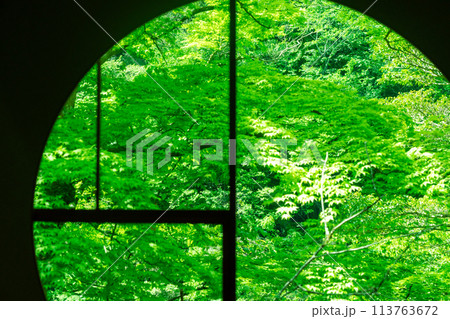 京都市右京区緑眩しい初夏の嵐山祐斎亭新緑を撮影 113763672