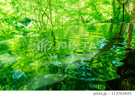 京都市右京区緑眩しい初夏の嵐山祐斎亭新緑を撮影 113763685