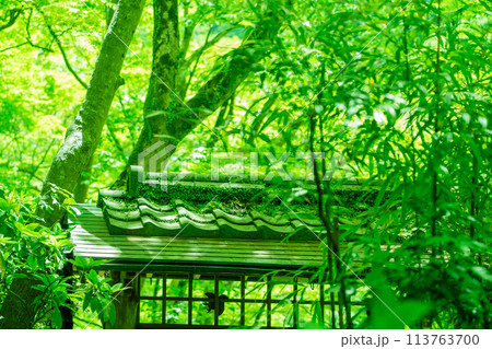 京都市右京区緑眩しい初夏の嵐山祐斎亭新緑を撮影 113763700