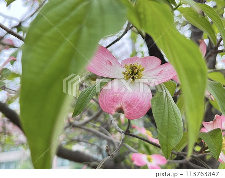 覗いた先にハナミズキ 113763847