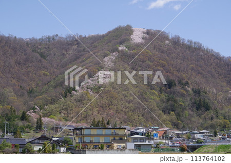 信州 安曇野 桜の名所 光城山の桜並木 麓から山頂に向かって桜が咲き誇る 信州 安曇野 桜の名所 光城山の桜並木 麓から山頂に向かって桜が咲き誇る 113764102