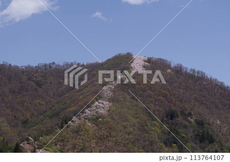 信州 安曇野 桜の名所 光城山の桜並木 麓から山頂に向かって桜が咲き誇る 信州 安曇野 桜の名所 光城山の桜並木 麓から山頂に向かって桜が咲き誇る 113764107