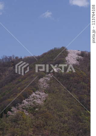 信州　安曇野　桜の名所　光城山の桜並木　麓から山頂に向かって桜が咲き誇る 113764108
