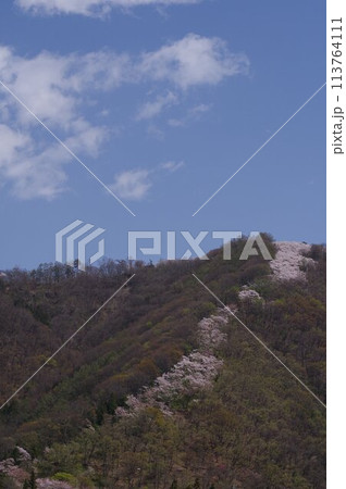 信州 安曇野 桜の名所 光城山の桜並木 麓から山頂に向かって桜が咲き誇る 信州 安曇野 桜の名所 光城山の桜並木 麓から山頂に向かって桜が咲き誇る 113764111