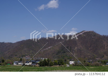 信州 安曇野 桜の名所 光城山の桜並木 麓から山頂に向かって桜が咲き誇る 信州 安曇野 桜の名所 光城山の桜並木 麓から山頂に向かって桜が咲き誇る 113764112