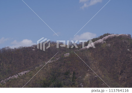 信州 安曇野 桜の名所 光城山の桜並木 麓から山頂に向かって桜が咲き誇る 信州 安曇野 桜の名所 光城山の桜並木 麓から山頂に向かって桜が咲き誇る 113764116