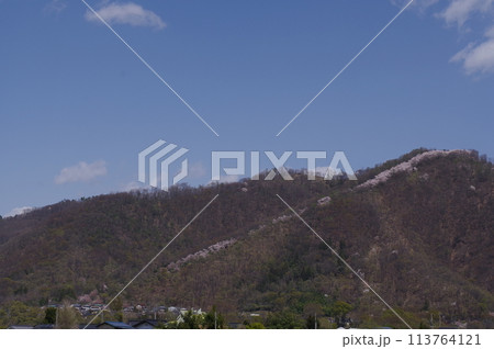 信州 安曇野 桜の名所 光城山の桜並木 麓から山頂に向かって桜が咲き誇る 信州 安曇野 桜の名所 光城山の桜並木 麓から山頂に向かって桜が咲き誇る 113764121