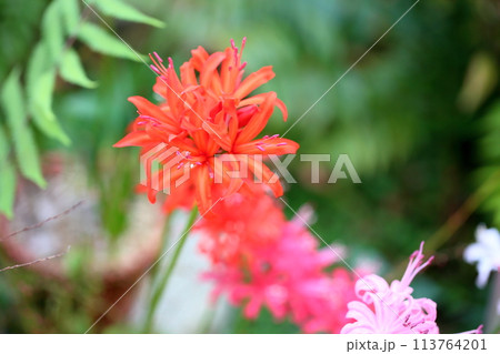 ネリネの花　ダイヤモンドリリー 113764201