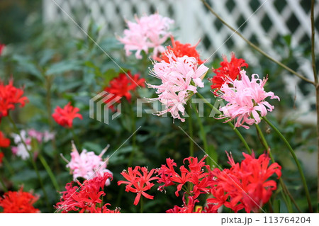 ネリネの花 ダイヤモンドリリー ネリネの花 ダイヤモンドリリー 113764204