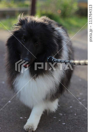 朝散歩を楽しむ犬(シェルティ、バイブラック） 113764313