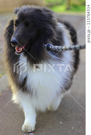 朝散歩を楽しむ犬(シェルティ、バイブラック） 113764314