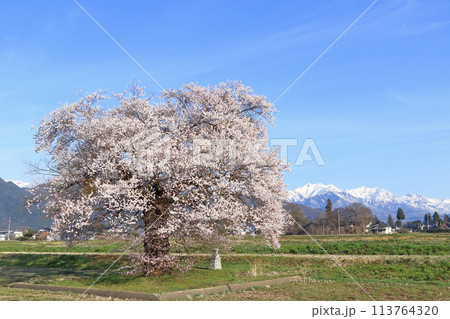 桜と北アルプス 須沼の一本桜 桜と北アルプス 須沼の一本桜 113764320