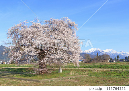 桜と北アルプス 須沼の一本桜 桜と北アルプス 須沼の一本桜 113764321