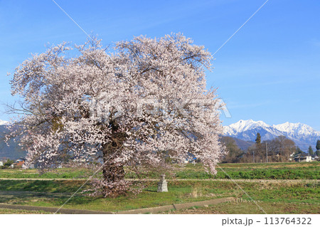桜と北アルプス 須沼の一本桜 桜と北アルプス 須沼の一本桜 113764322