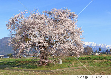 桜と北アルプス 須沼の一本桜 桜と北アルプス 須沼の一本桜 113764324